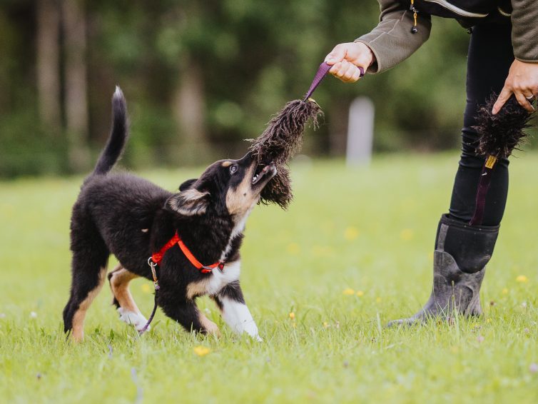 Skojtävling för barn med hund